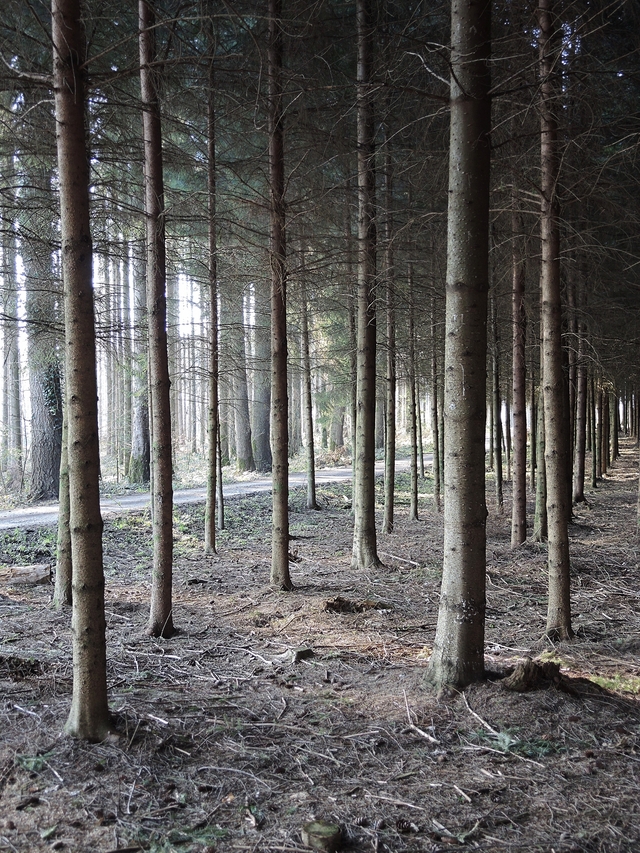 Bouillon: into the woods