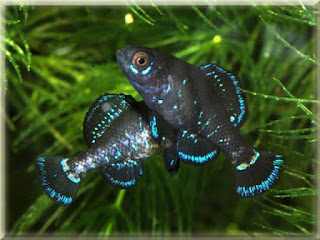 Everglades Pygmy Sunfish Pictures