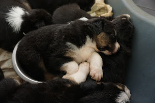 Fotografia de um cachorro Pastor Autraliano