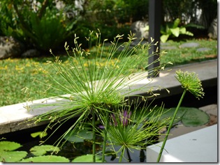 Dwarf Papyrus (Cyperus Haspen)for koi pond