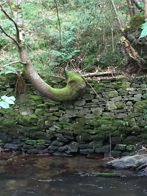 Spain, Marronda forest and the Eo River   by E.V.Pita (2015)  http://evpita.blogspot.com/2015/06/spain-marronda-forest-and-eo-river.html   Fraga de Marronda - río Eo (Baleira, Lugo)  por E.V.Pita (2015)