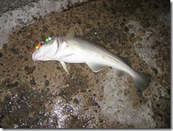 IMG_0431