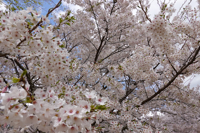 とっとり花回廊　芝生け広場並木　ソメイヨシノ（染井吉野）