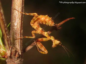 Baby Praying Mantis Picture