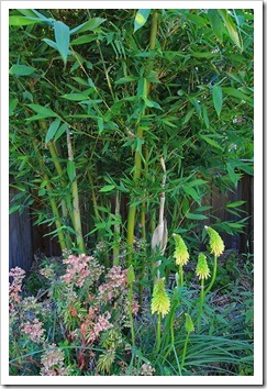 120713_Bambusa-oldhamii_02