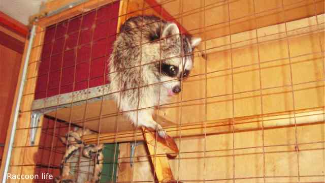 Enclosure for a raccoon in the apartment