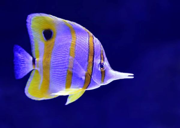 most calm freshwater & marine aquarium fish