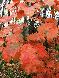 oak red leaves