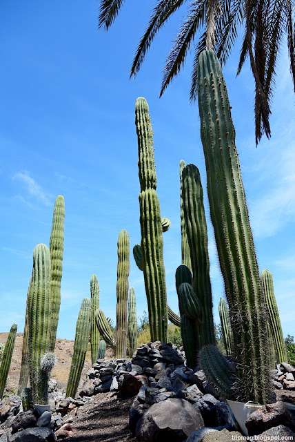 Канарские острова Фуэртевентура Oasis Park Fuerteventura