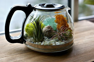 Creative Handmade Make A Coffee Pot Terrarium