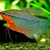 The Pearl Gourami One of Prety Freshwater Fish