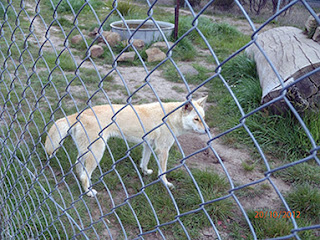 ALBINO DINGO