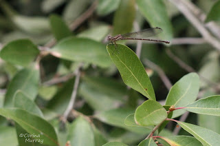 Damselfly Posing for a Picture