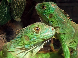 Iguanas