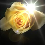 is a single yellow rose on