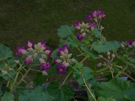 It can be grown on balconies as petunias