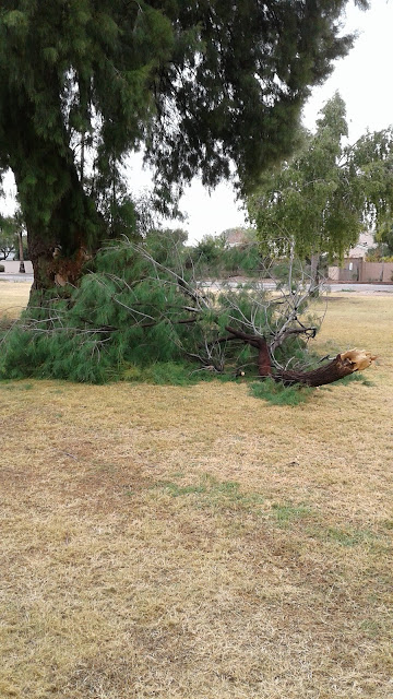 Broken Tree Limb at G.R. Herberger Park