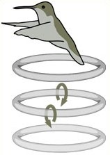 movimento-asas-beija-flor