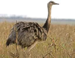 Foto Burung Rhea