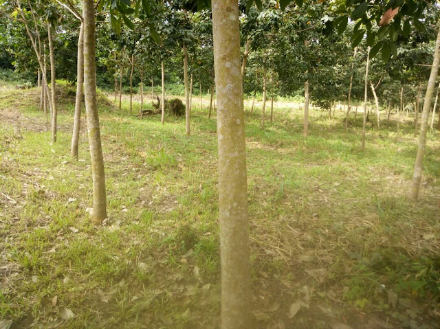 L'entretien des plantations d'hévéa pour lutter contre les feux de brousse