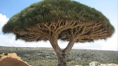 Dragon Blood Tree