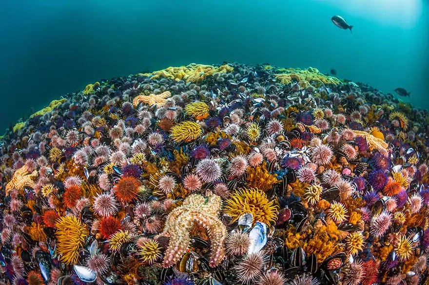 Breathtaking Pictures That Won The Ocean Art 2019 Contest