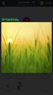 В свете заходящего солнца, в небольшой дымке растет ячмень на поле