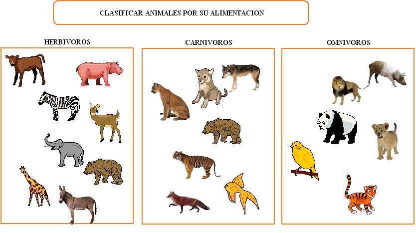 Animales Omnivoros Dibujos Y Esplicacion Imagui