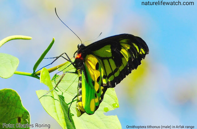 birdwing butterfly Ornithoptera tithonus