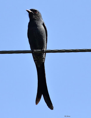 Ashy Drongo