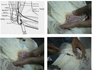 inseminasi-buatan-pada-hewan