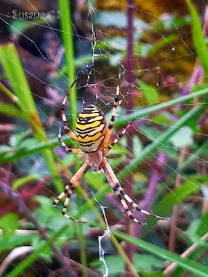 Araña tigre