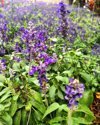 Cameron Lavender Garden