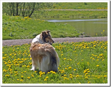 This is our Colliegirl, Kajsa, 11 month old. She loves to be outside and play in the grass.