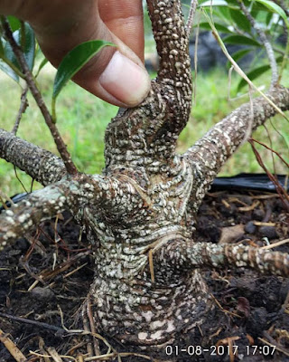 Beringin Kimeng (Ficus microcarpa)