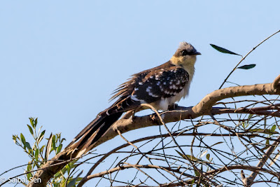 Great-Spotted-Cuckoo