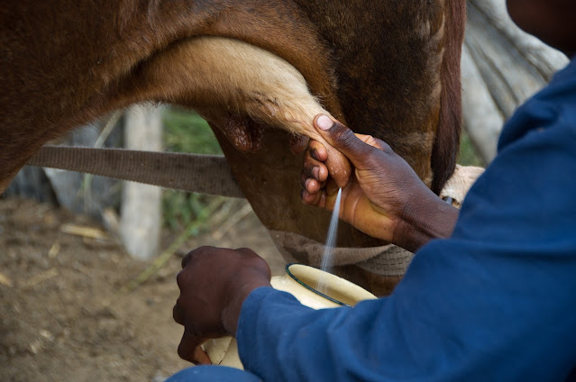 Científicos en Brasil han diseñado una vaca para producir insulina humana en su leche, haciendo historia como la primera vaca transgénica del mundo capaz de tal hazaña.