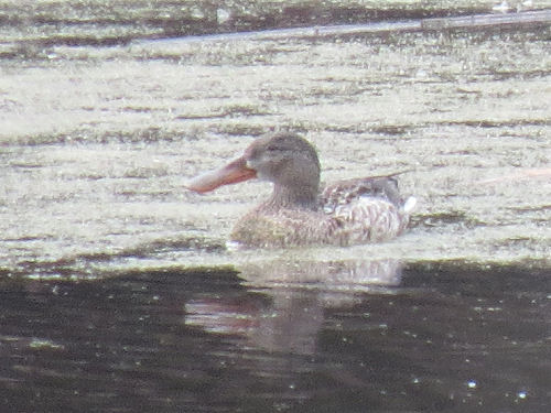 northern shoveler duck