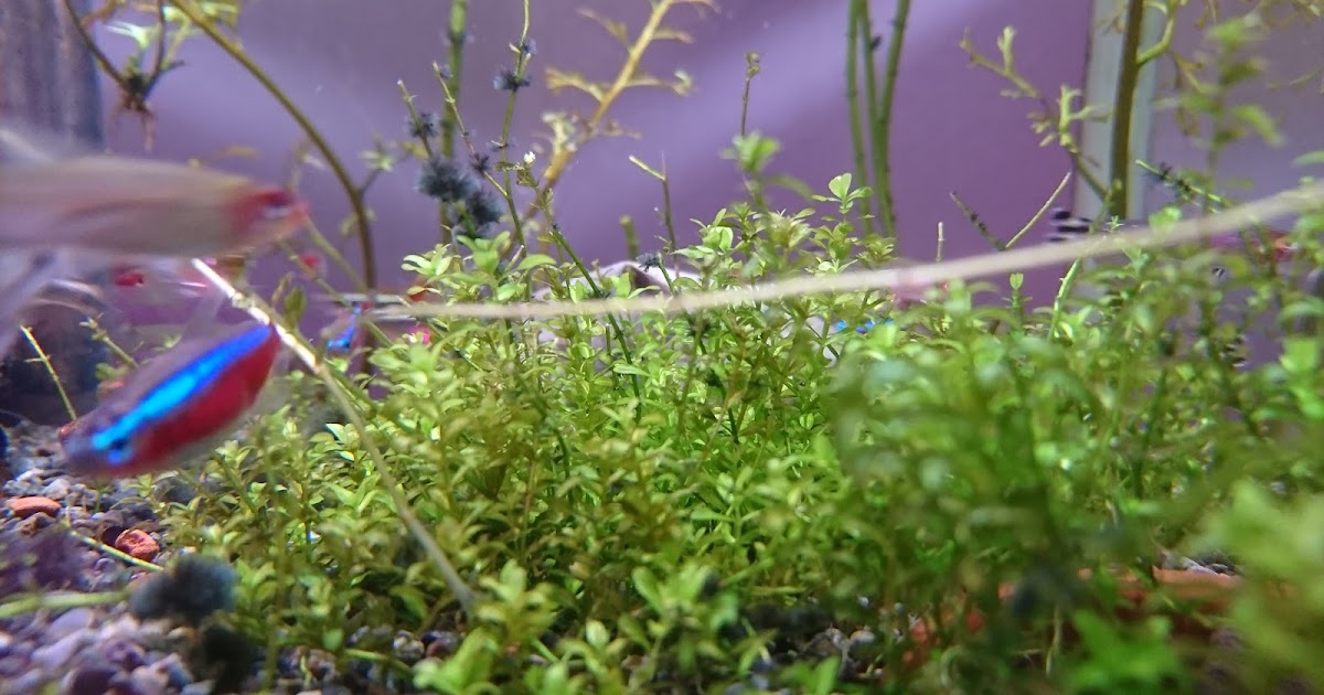 アクアリウム 水草が成長しない原因考察 カリウム過多 アクアヴェイパー