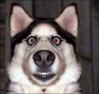 funny dog photo no 3 don t give me that look