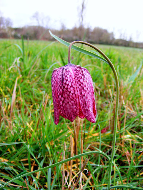 Snakeshead Fritillary Fritillaria meleagris. March.  Indre et Loire, France. Photographed by Susan Walter. Tour the Loire Valley with a classic car and a private guide.