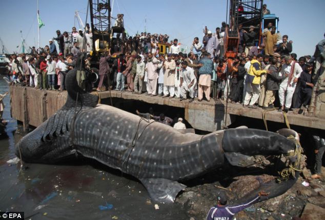 BLOG USANG: [ gambar ] Nelayan di Karachi, Pakistan 