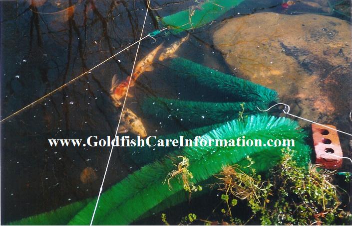 goldfish eggs hatch. When baby goldfish fry first