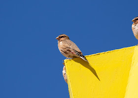 African Crimson-winged Finch - Oukaïmeden, Morocco