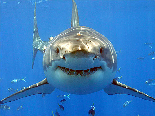 bull shark facts. shark,and the ull shark.