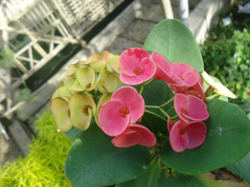  Bunga  Euphorbia  Pink Menatap Surya Rumah Daun Muda