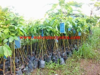 Bibit Alpukat Mentega Super  Jual bibit Alpukat Mentega
