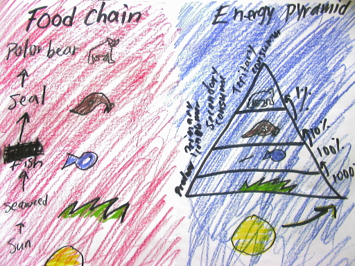 animal food chain pyramid. I drew my animals food chain