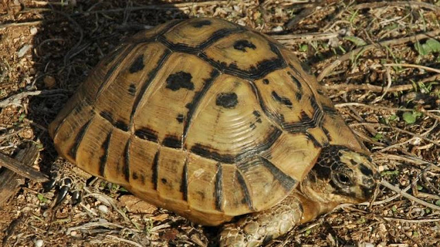Saisie spectaculaire de plus de 300 tortues