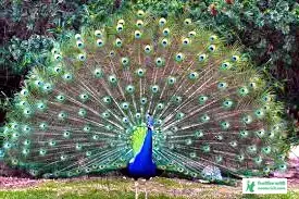 ময়ূরের ছবি ডাউনলোড - ময়ূর পাখি ছবি hd - ময়ূরের ওয়ালপেপার - peacock picture - NeotericIT.com - Image no 11
